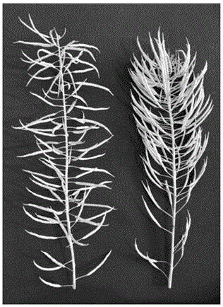 Breeding method of rape with high-density siliques on main inflorescence and application