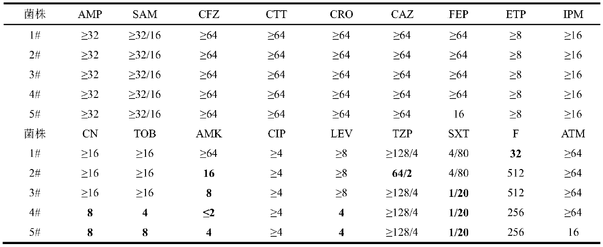 Application of chelerythrine in inhibiting growth of multi-drug resistant providencia rettgeri