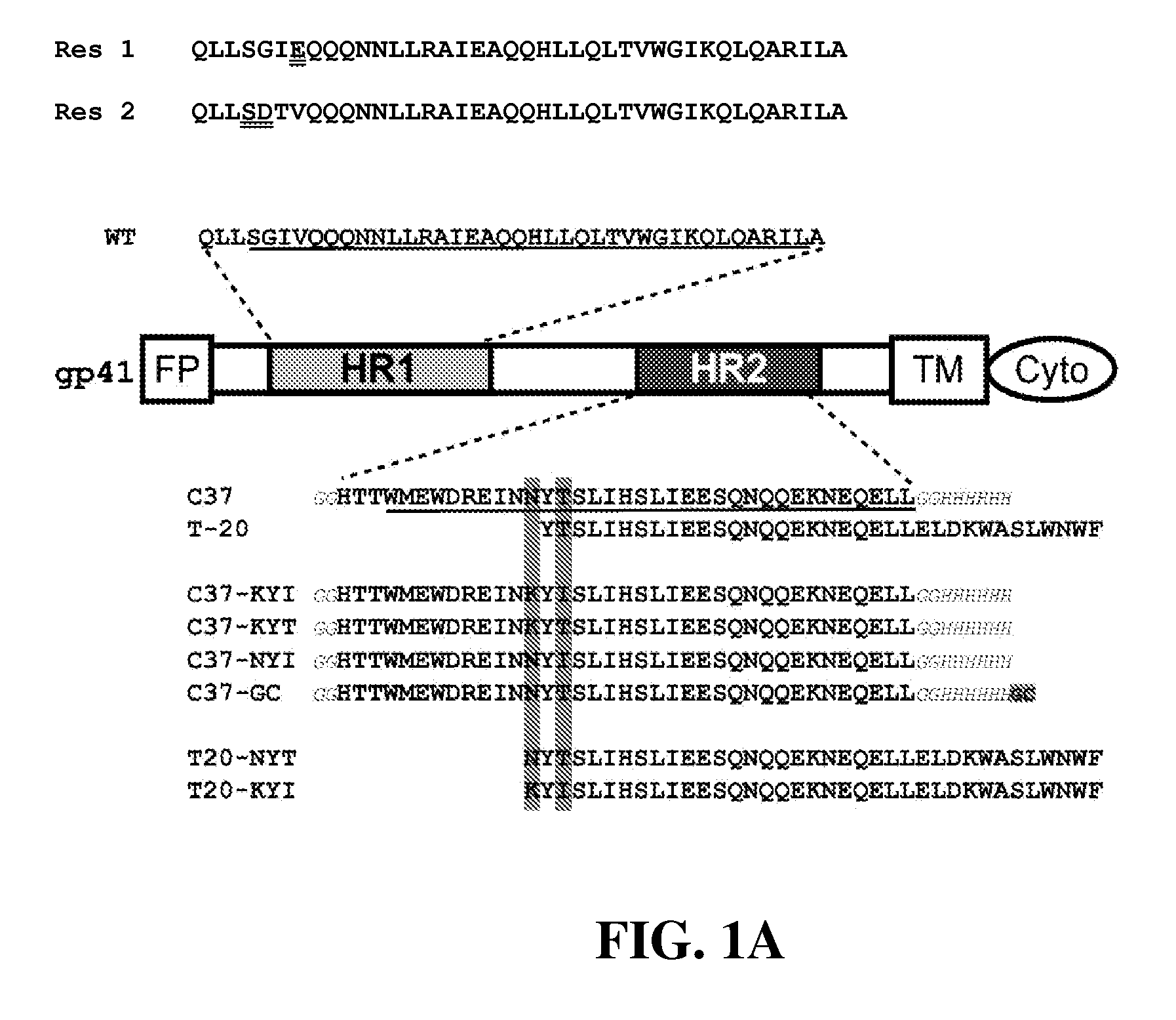 Tighter-binding c-peptide inhibitors of hiv-1 entry