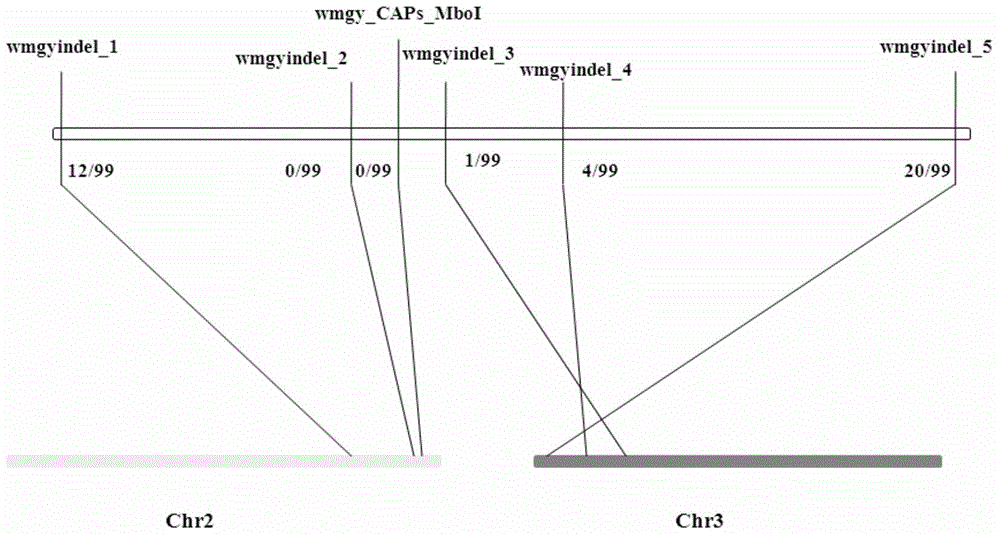 Watermelon female lines gene C1WIP1 and chromosome translocation and linkage marker