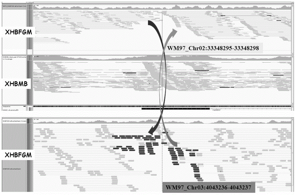 Watermelon female lines gene C1WIP1 and chromosome translocation and linkage marker