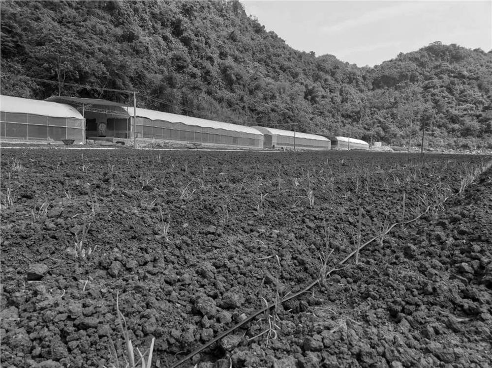 A method of combining sugarcane planting and breeding to realize ecological cycle