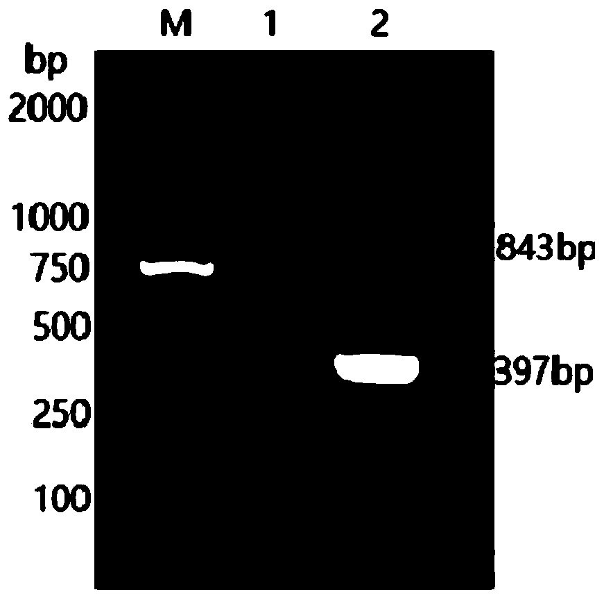 Fish pike fry rhabdovirus nested PCR detection primer group, kit and method and application