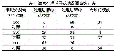 Method for improving female and male strobilus production of pinus massoniana in seed orchard by aid of cytokinin BAP