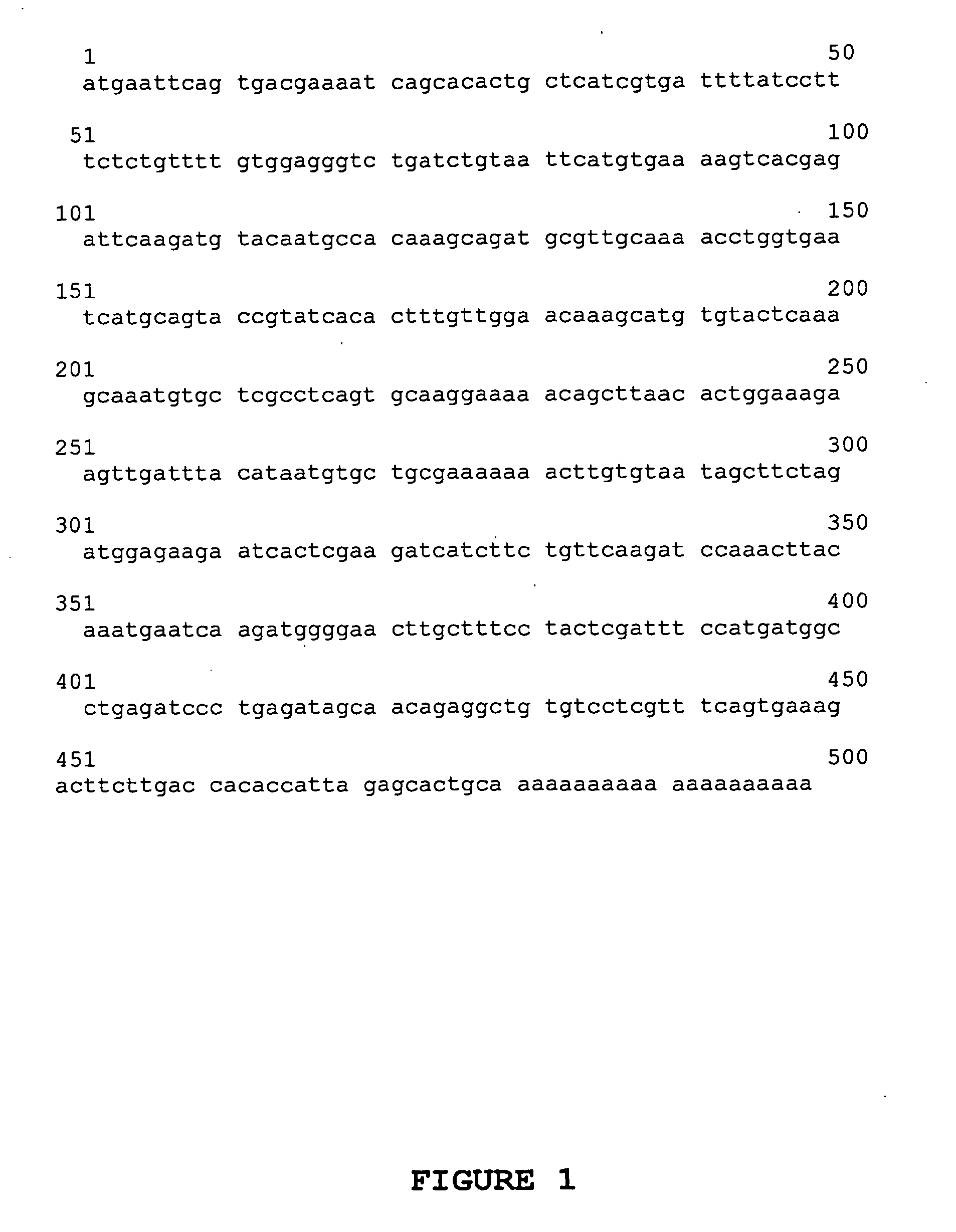 Osteoblast Growth Factor