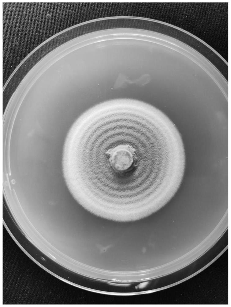 A strain dmc01 of I. javanica and its application in the control of East Asian migratory locusts