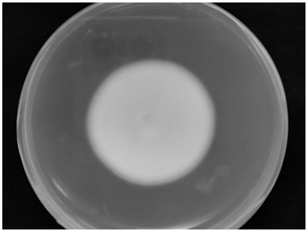 A strain dmc01 of I. javanica and its application in the control of East Asian migratory locusts