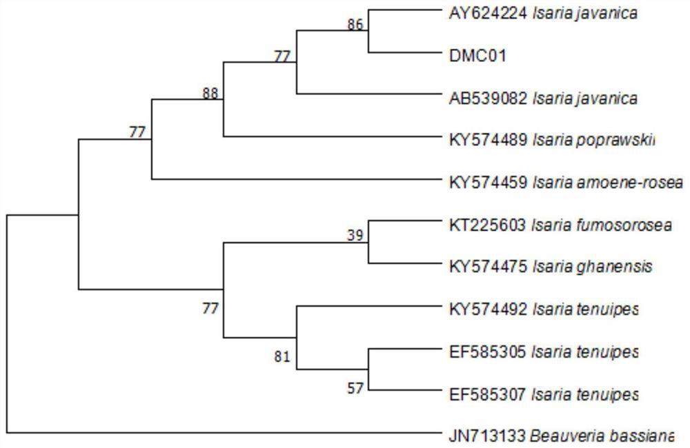 A strain dmc01 of I. javanica and its application in the control of East Asian migratory locusts