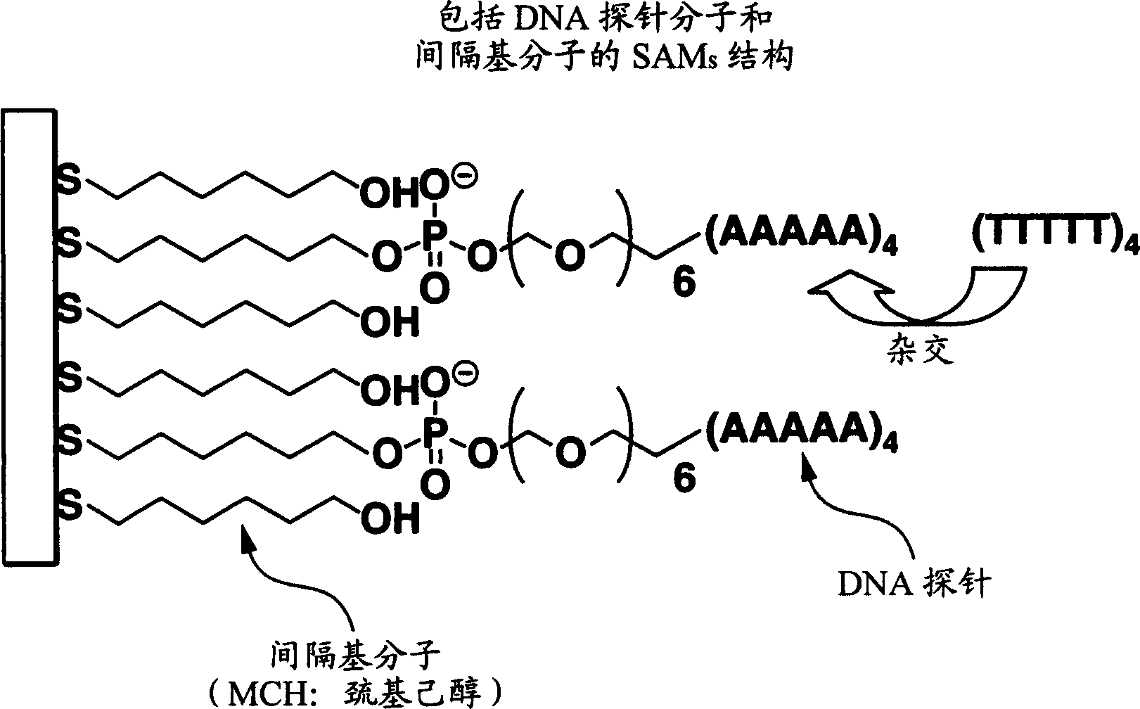 Nuclein acid fixing method and method for producing biosensor by said method