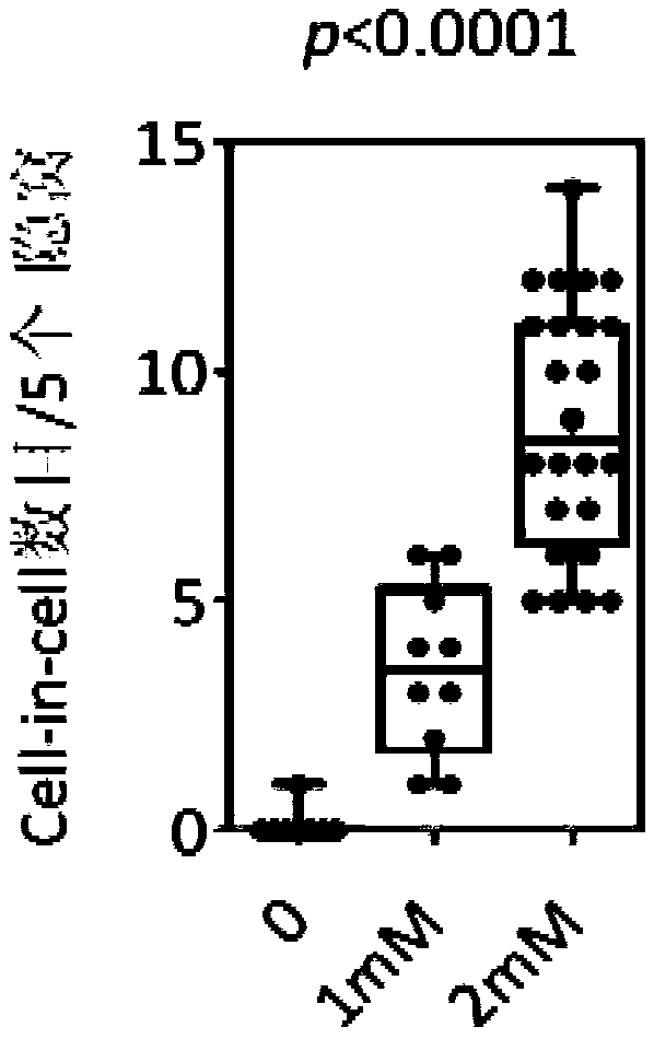 Animal model with cell-in-cell (CIC) structure and preparation method thereof