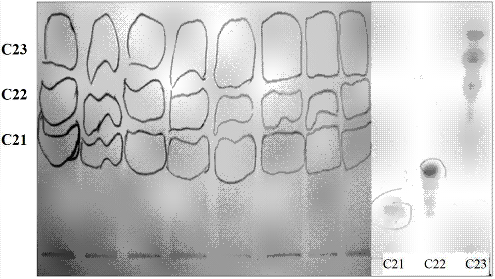 Separation method for dermatophagoides farinae allergy resistant active substance in propolis