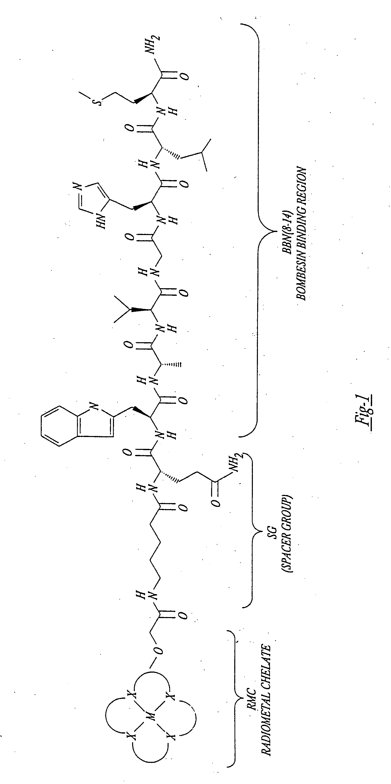 Gastrin receptor-avid peptide conjugates