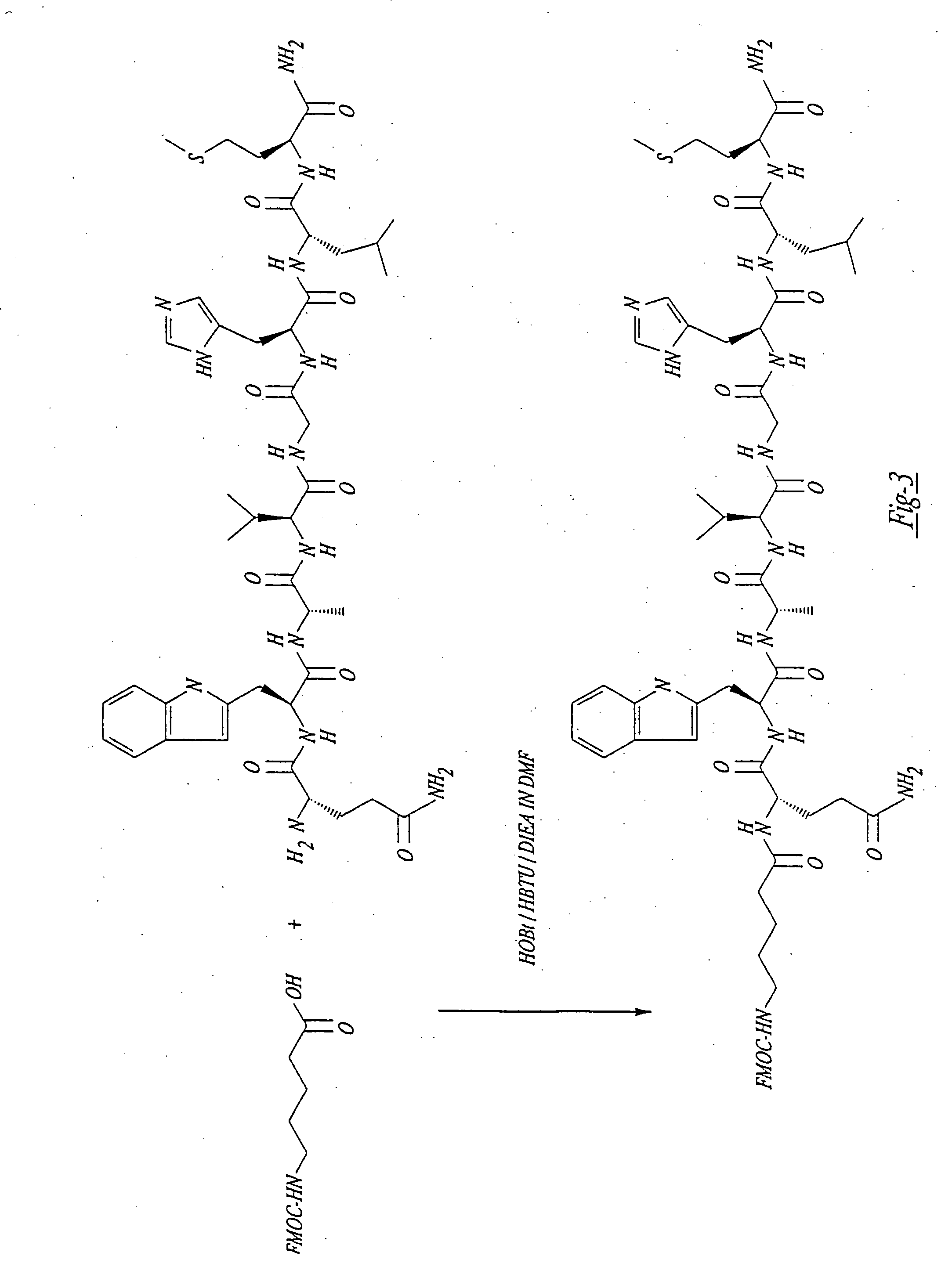 Gastrin receptor-avid peptide conjugates