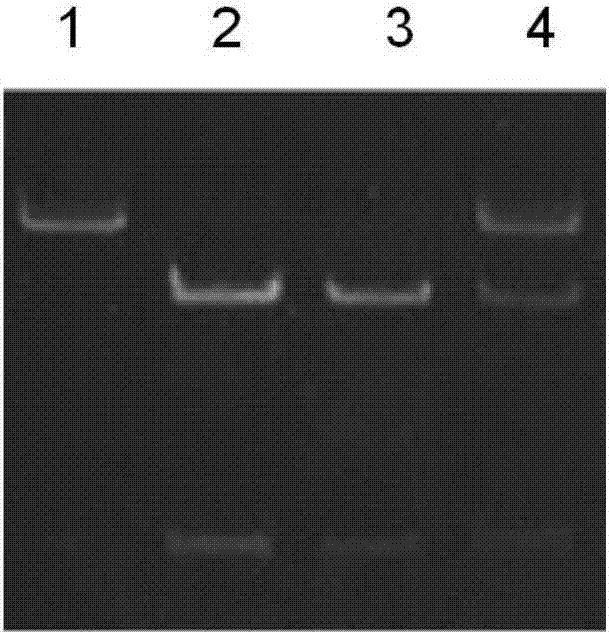 Application of XRCC1 gene polymorphism to rheumatoid arthritis diagnostic effectiveness