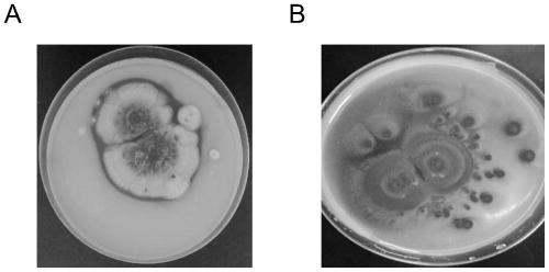 Phosphorus-dissolving penicillium oxalicum with broad spectrum acid production feature