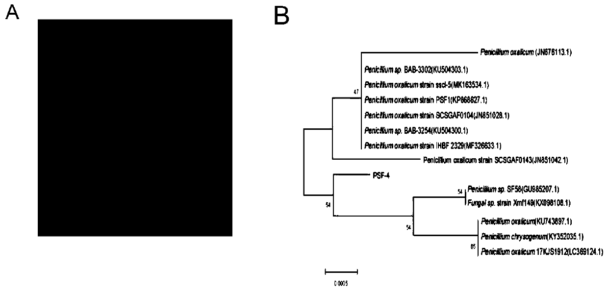 Phosphorus-dissolving penicillium oxalicum with broad spectrum acid production feature