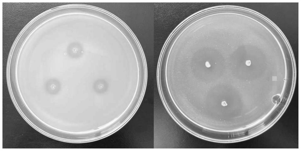 High-nitrogen compound microbial fertilizer as well as preparation method and application thereof