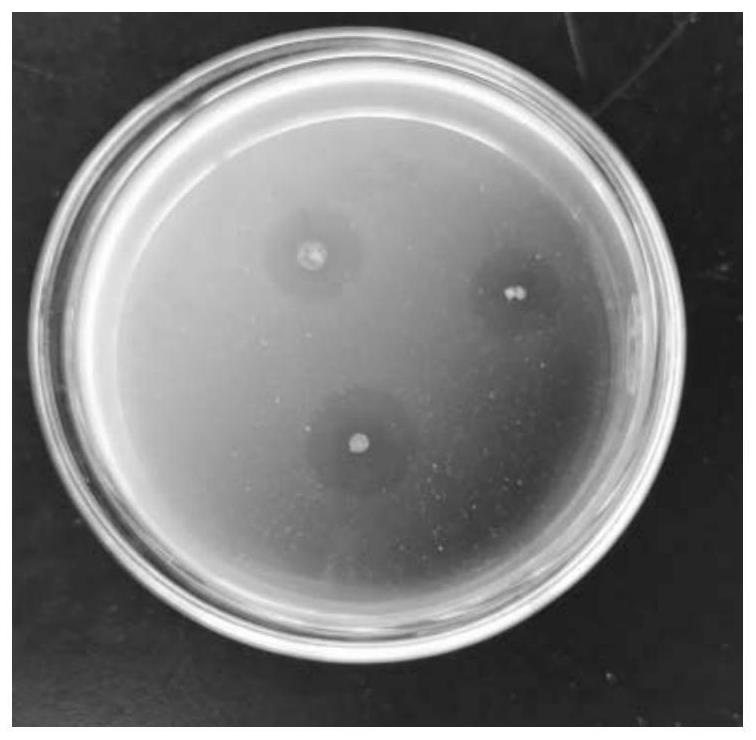 High-nitrogen compound microbial fertilizer as well as preparation method and application thereof