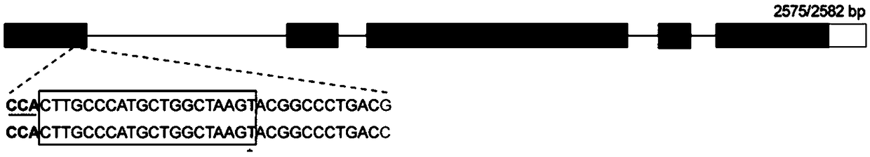 Method and application of knocking out BnMAX1 gene in Brassica napus by CRISPR-Cas9 system