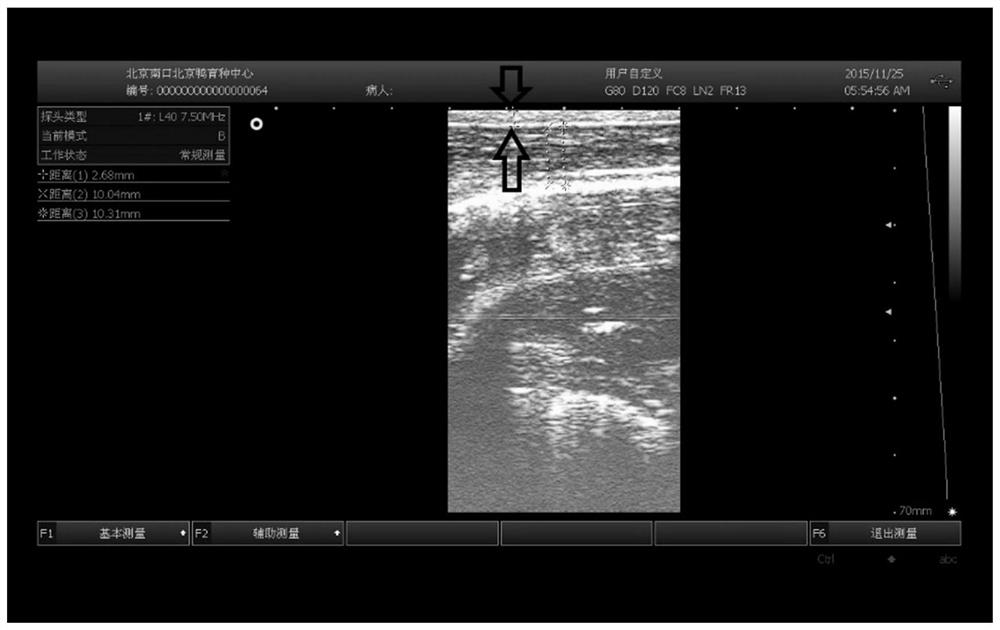 Duck sebum character living body prediction method and application thereof