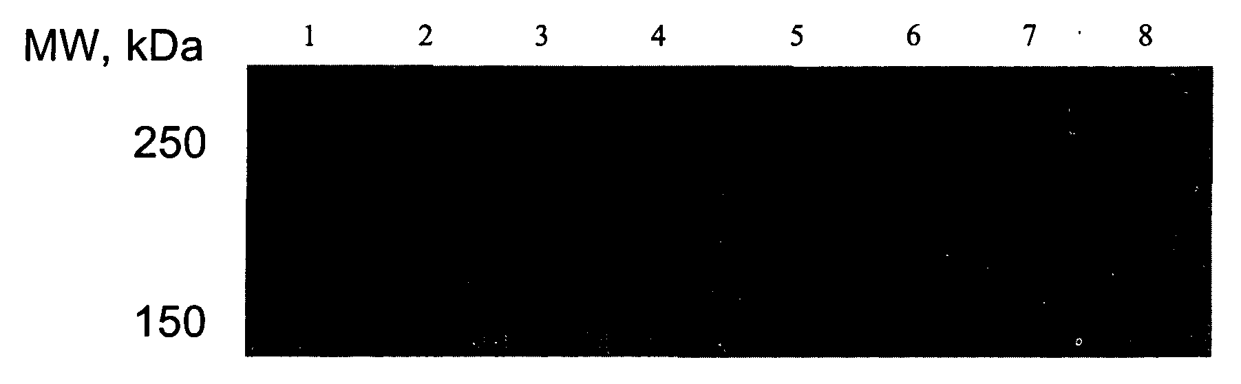 Use of a compound for enhancing the expression of membrane proteins on the cell surface