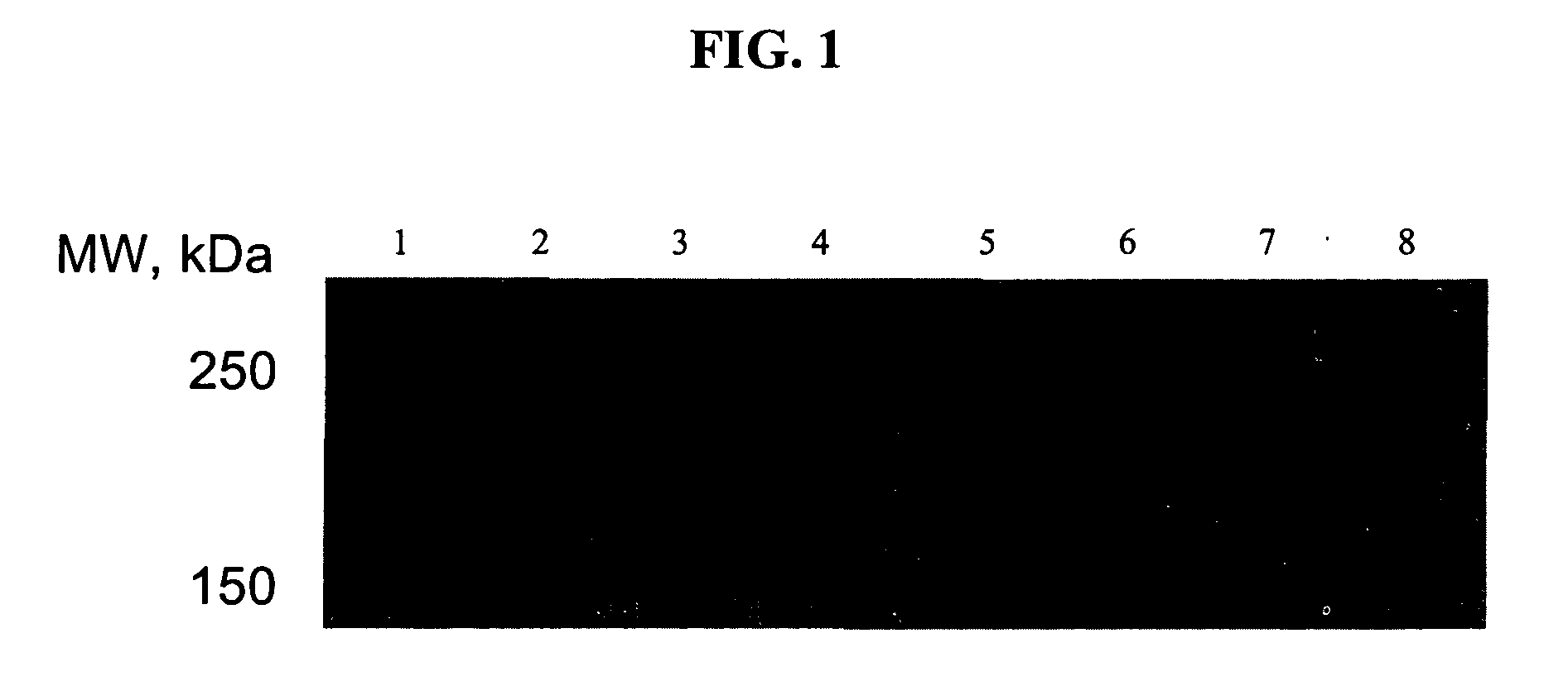 Use of a compound for enhancing the expression of membrane proteins on the cell surface