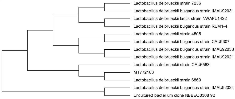 A kind of Lactobacillus delbrueckii and the soymilk drink fermented by Lactobacillus delbrueckii