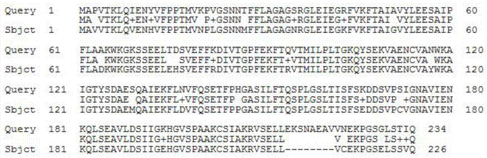 Eggplant chalcone isomerase SmCHI protein and coding gene thereof