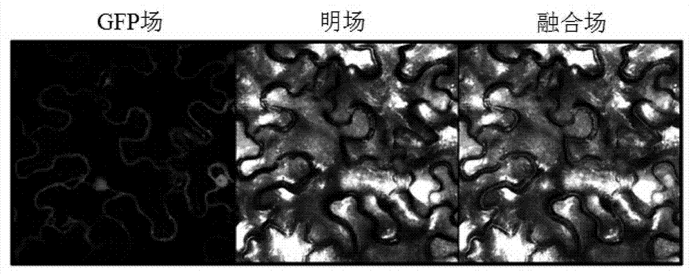 Eggplant chalcone isomerase SmCHI protein and coding gene thereof