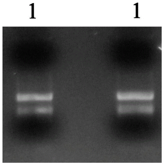 Method for improving content of verbascoside in rehmannia by virtue of transformation of RgPAL1 gene