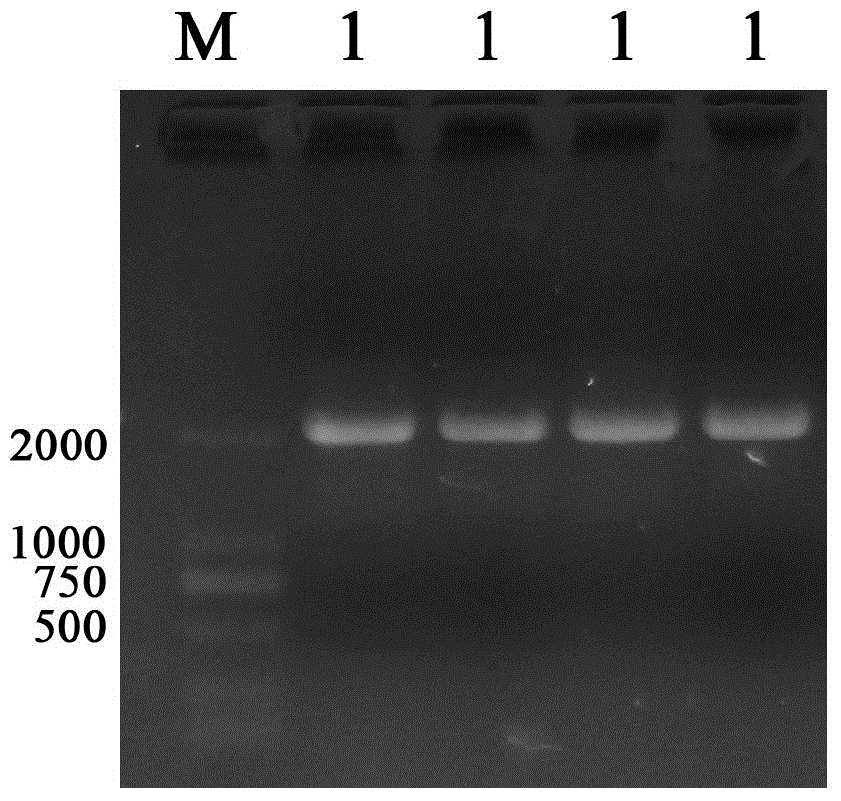 Method for improving content of verbascoside in rehmannia by virtue of transformation of RgPAL1 gene