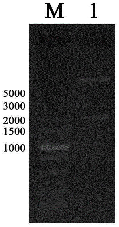 Method for improving content of verbascoside in rehmannia by virtue of transformation of RgPAL1 gene