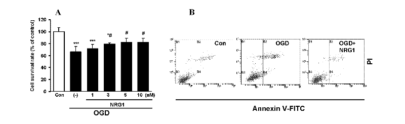 Application of ErbB receptor agonist in preparing medicines for treating ischemic cerebrovascular diseases