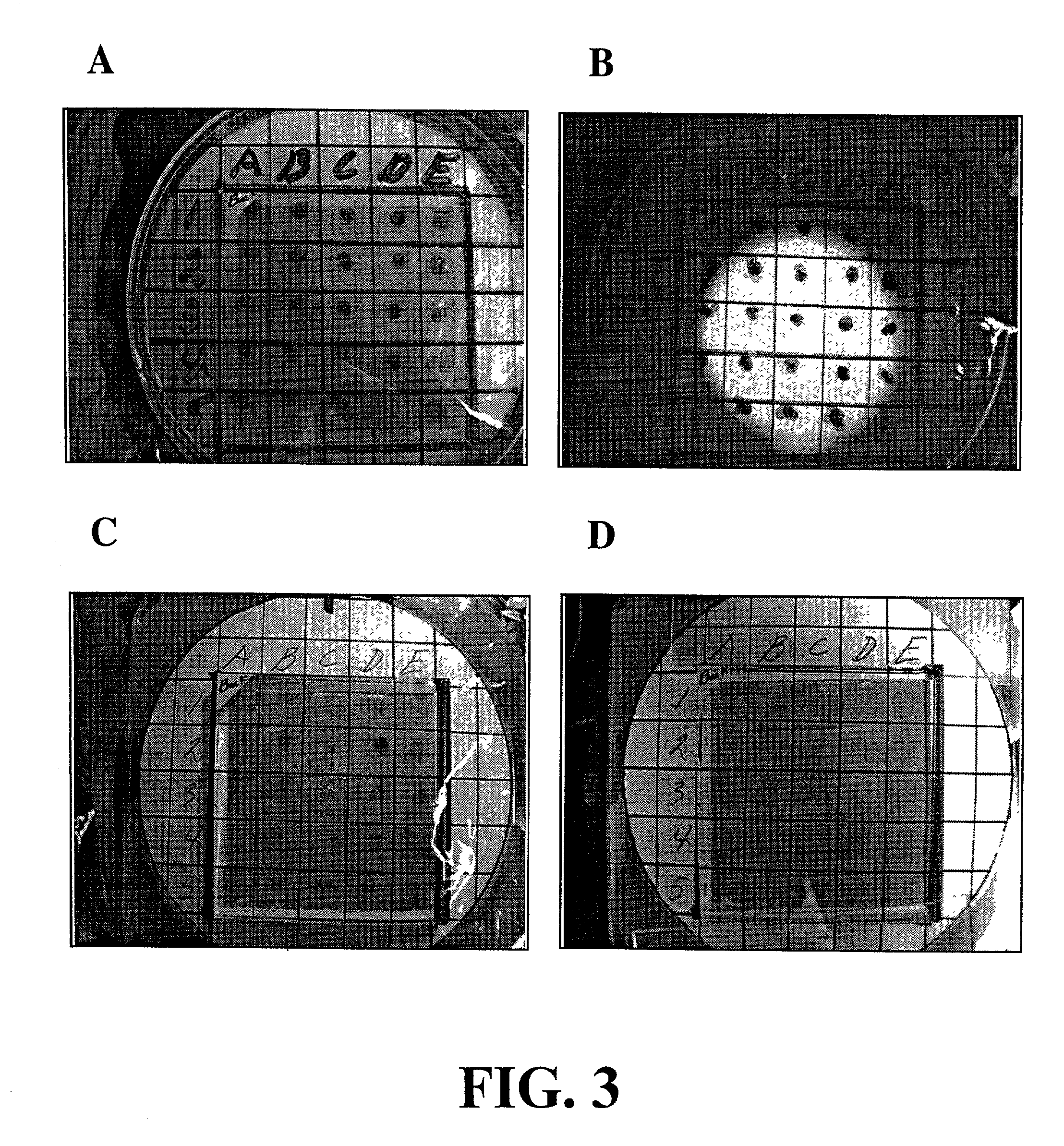 Apparatus for rapid biohydrogen phenotypic screening of microorganisms using a chemochromic sensor