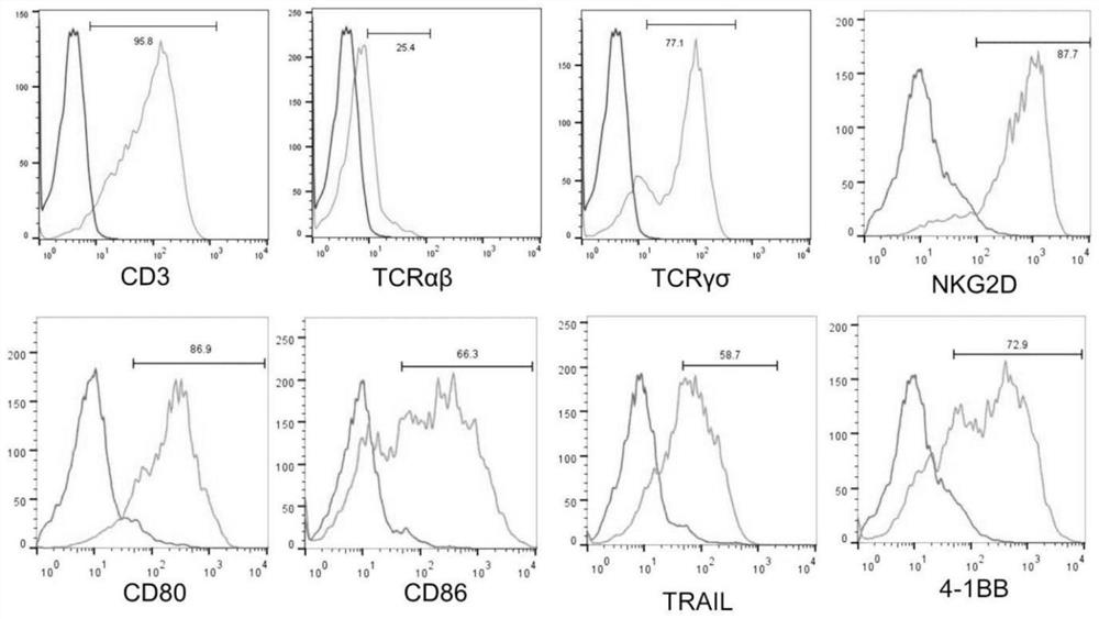 TGamma delta cell derived from tonsil as well as preparation method and application thereof