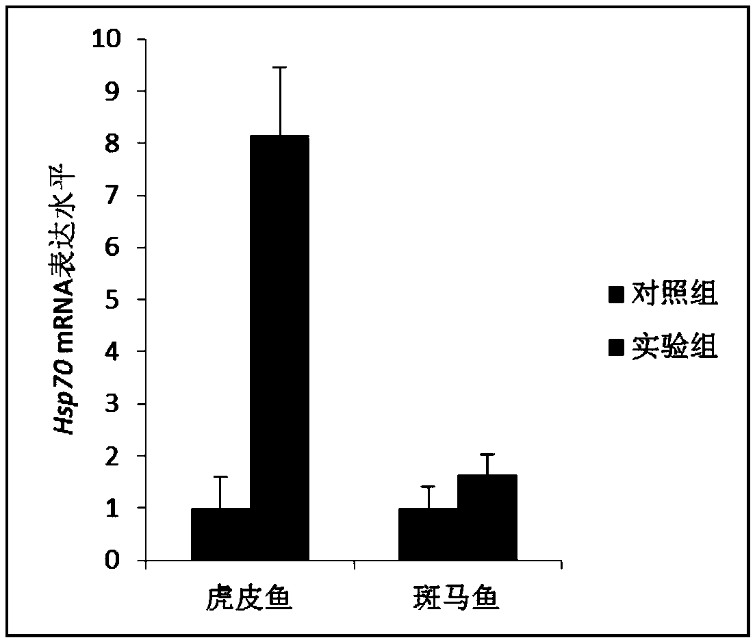 Barbus tetrazona heat shock protein PtHsp70 and application thereof