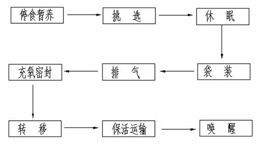 Transport method for freshwater fish kept alive without water at ice temperature