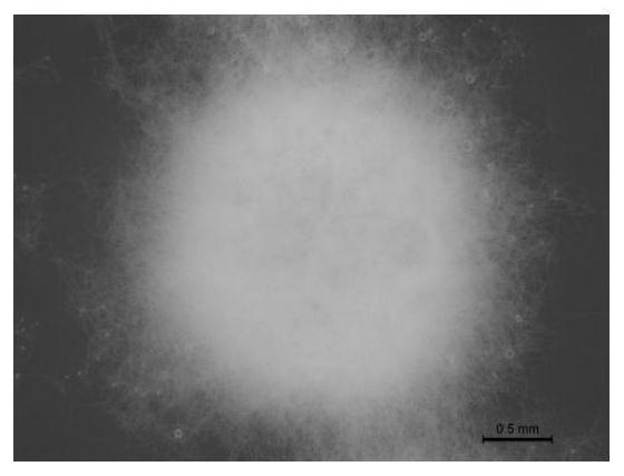 Streptomyces lincolnensis capable of preventing and treating peach brown rot and application of streptomyces lincolnensis