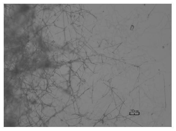 Streptomyces lincolnensis capable of preventing and treating peach brown rot and application of streptomyces lincolnensis