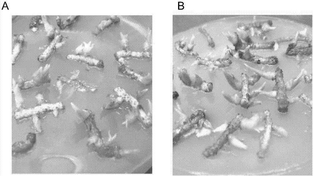 A kind of Chunlan rhizome tissue culture rapid propagation method