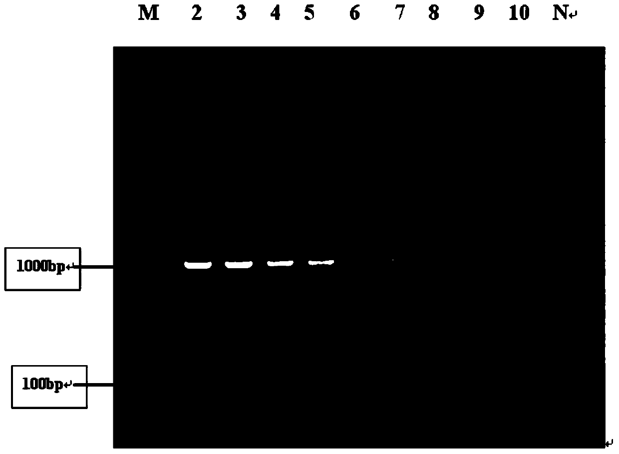 Visual LAMP detection kit for streptococcic mastitis pathogenic bacteria