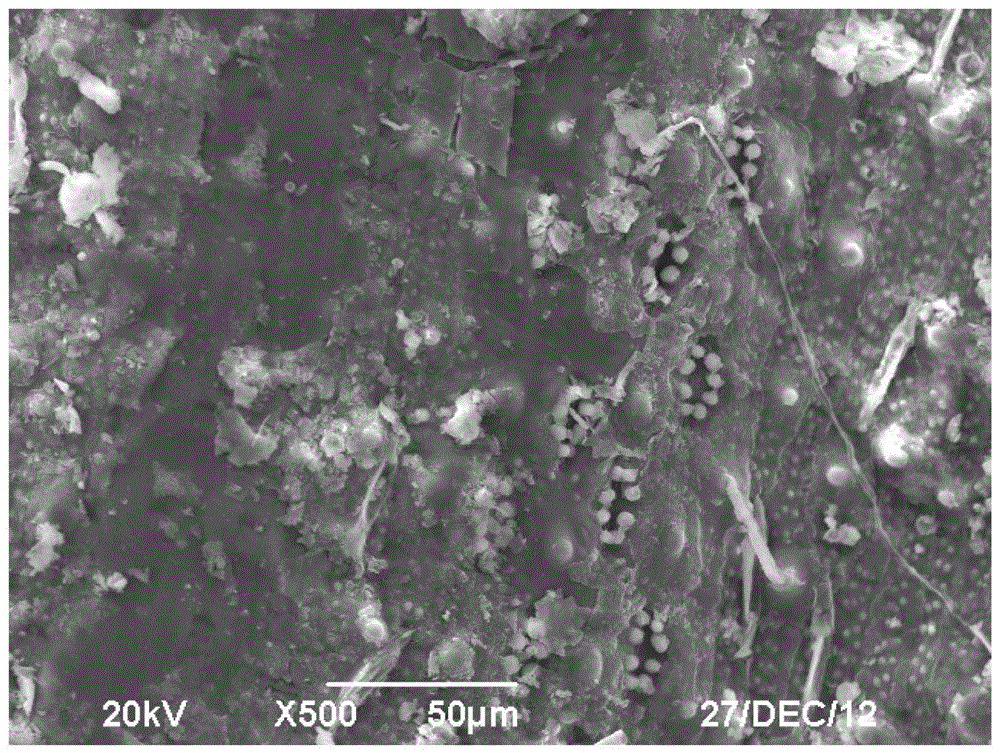 Method for treating lignocellulosic biomass with ammonia combined with dilute alkali and normal pressure