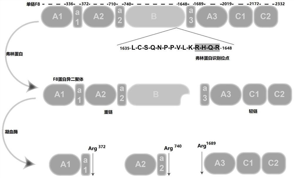 F8 protein variant and gene therapy vector prepared by using same