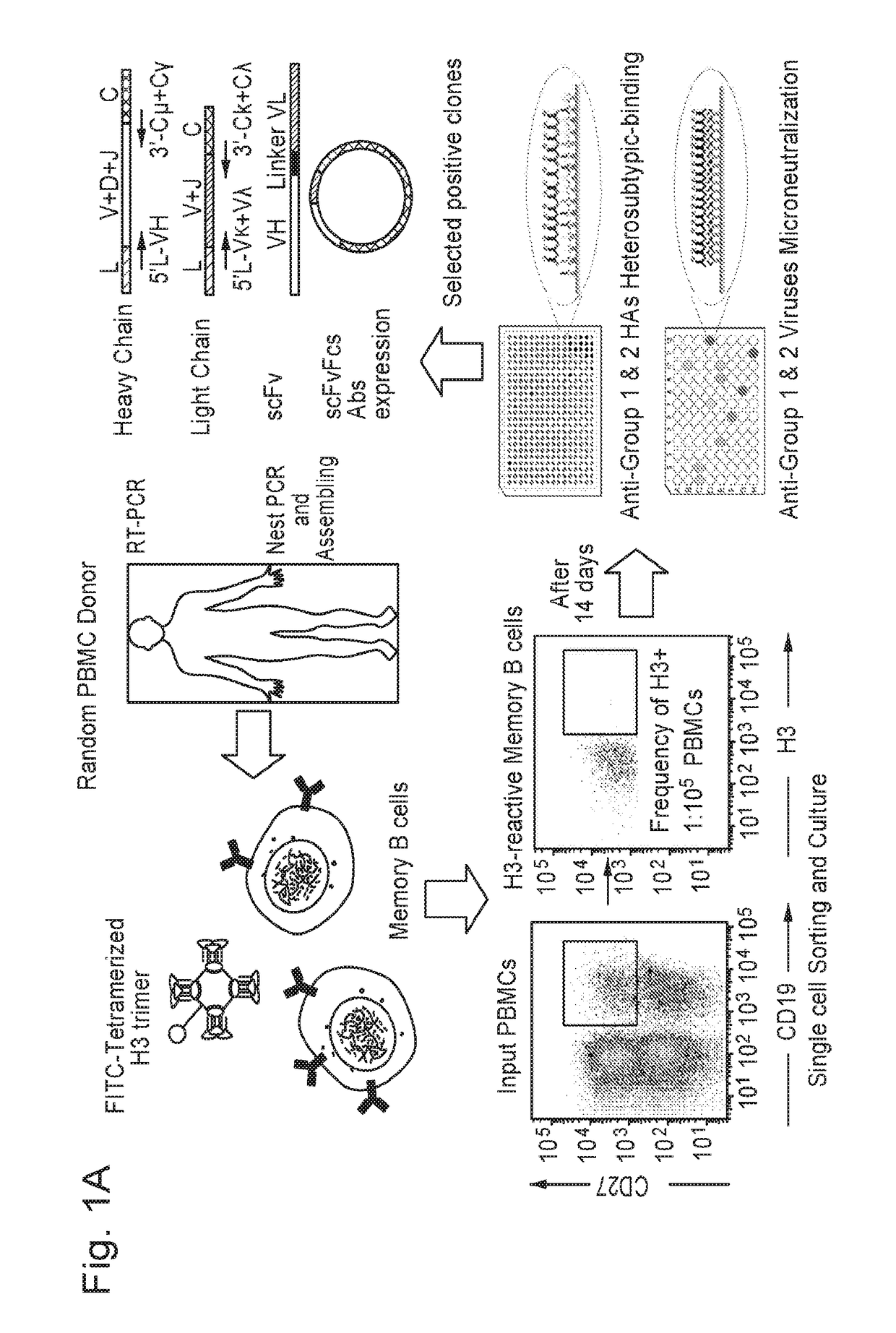 Humanized influenza monoclonal antibodies and methods of use thereof