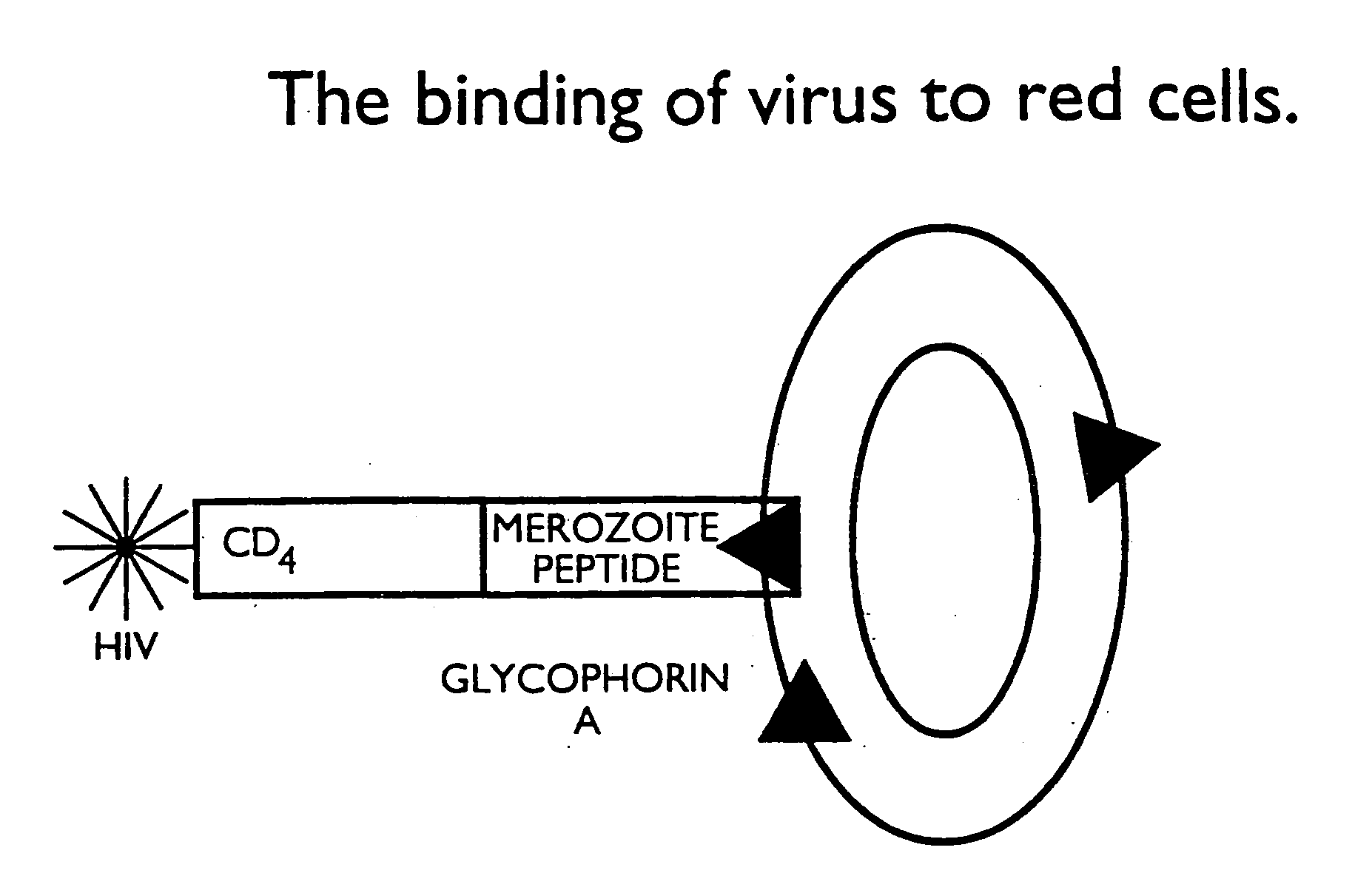 Anti-viral fusion peptides