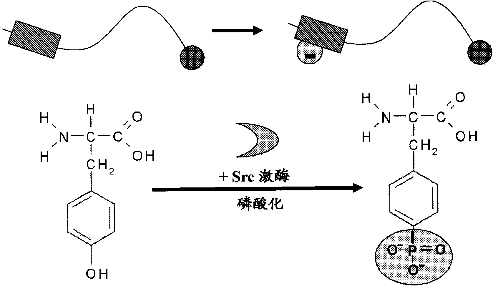 Sers-based, single step, real-time detection of protein kinase and/or phosphatase activity