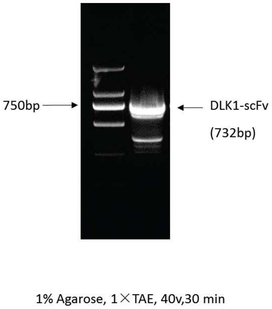 Car-t construction method targeting liver cancer-associated antigen dlk1