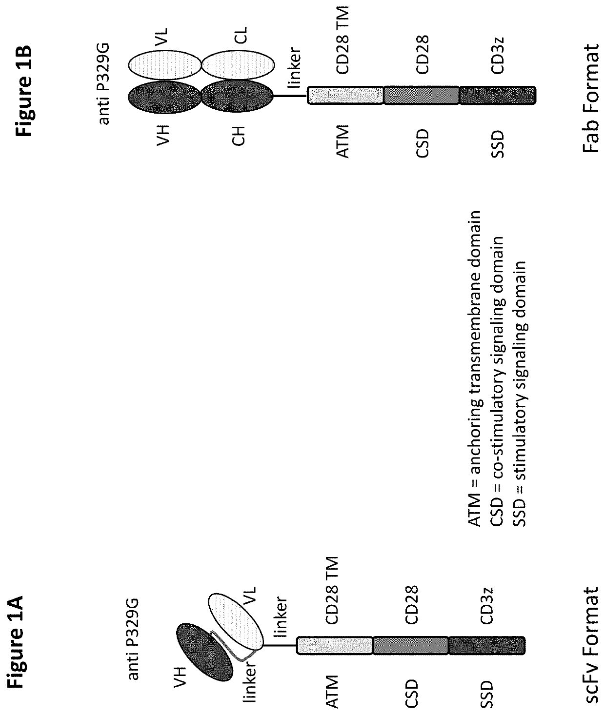 Universal reporter cell assay for specificity test of novel antigen binding moieties