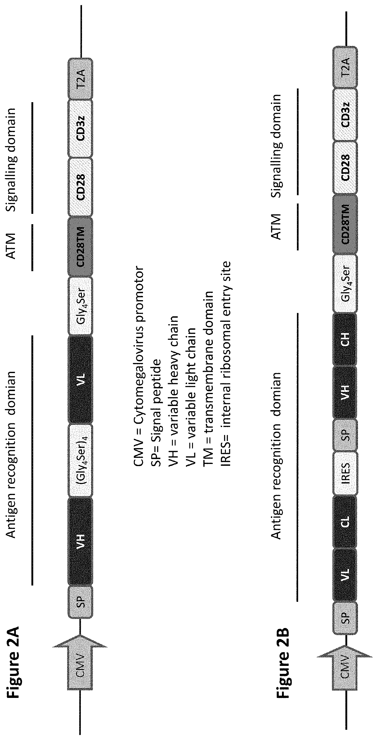 Universal reporter cell assay for specificity test of novel antigen binding moieties