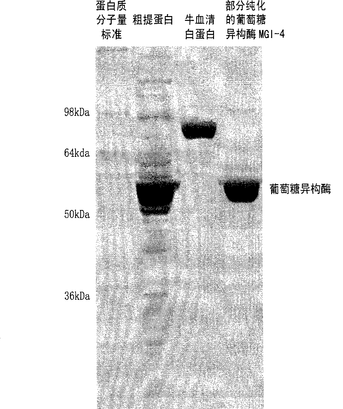 Glucose isomerase mutant